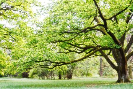 Forestry mulching benefits