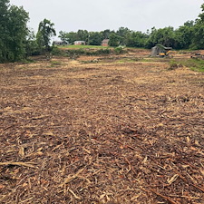 Fast-Forestry-Mulching-Land-Clearing-in-Mt-Juliet-TN 5