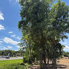 Fast-Forestry-Mulching-Land-Clearing-in-Mt-Juliet-TN 3
